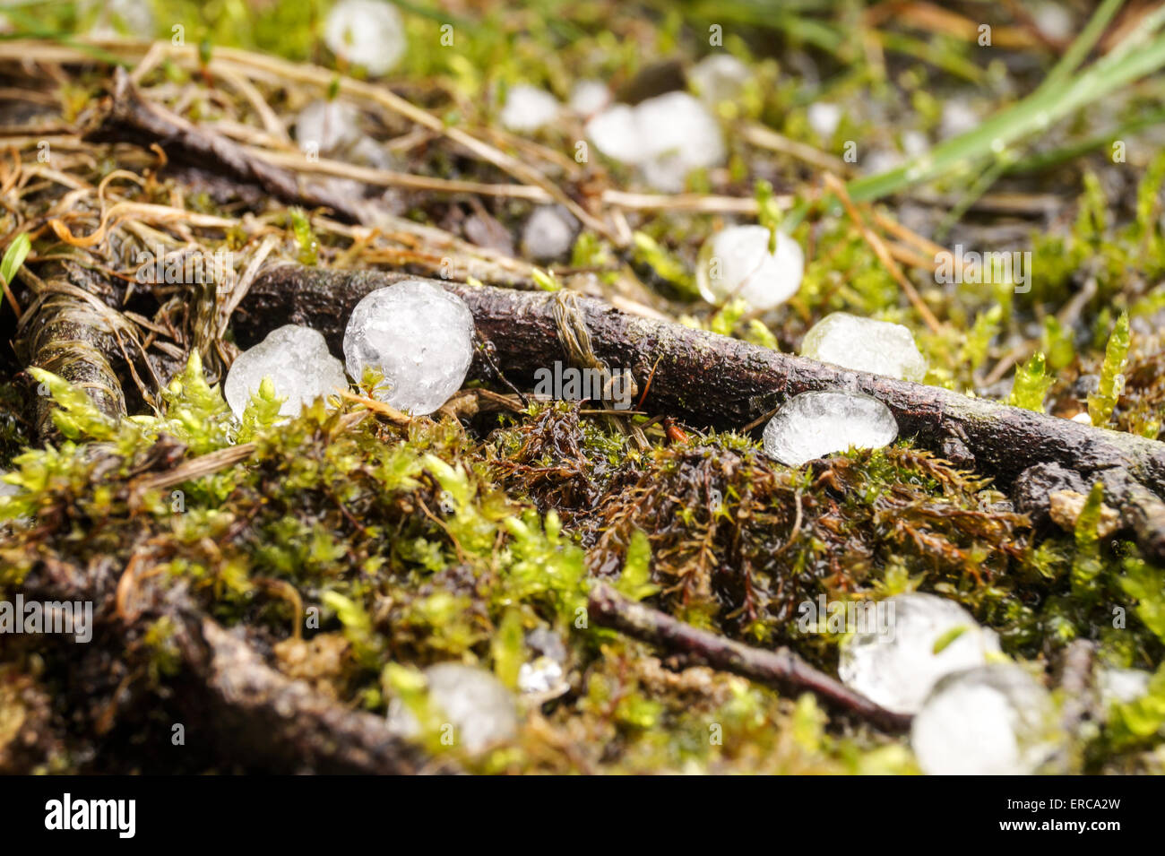 hail lies on the forest floor, ice round Hail, close up Stock Photo