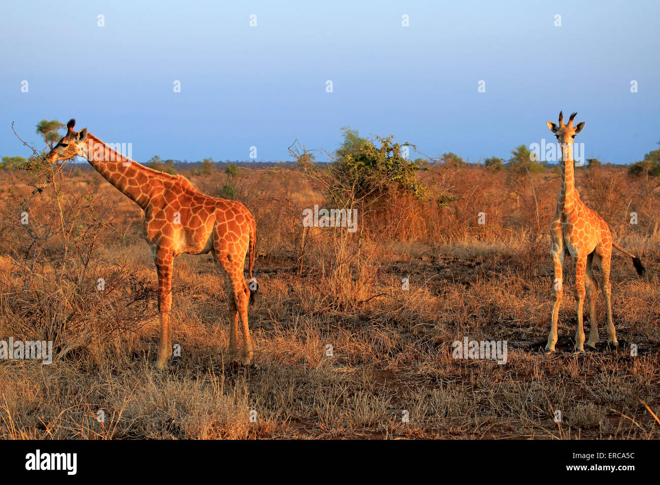 South African Giraffe Giraffa Camelopardalis Giraffa Two Juveniles