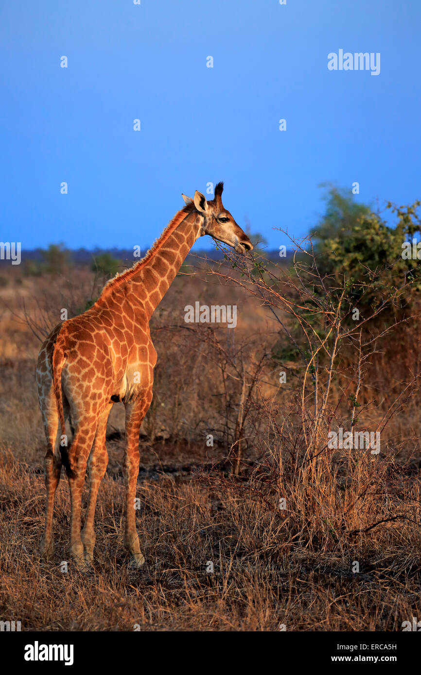 South African Giraffe Giraffa Camelopardalis Giraffa Offspring