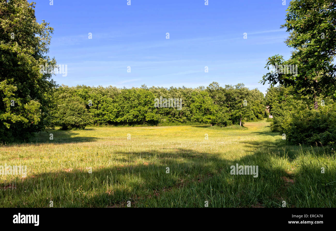 Beautiful glade in the forest Stock Photo Alamy