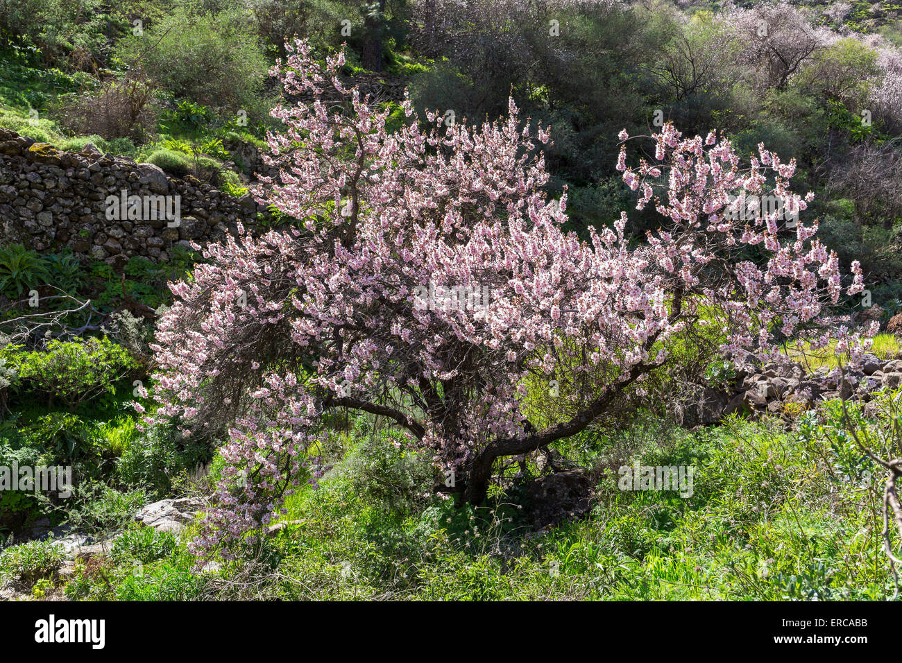 Blossoming almond tree (Prunus dulcis), Barranco de Guayadeque, canyon near Agüimes, Gran Canaria, Canary Islands, Spain Stock Photo