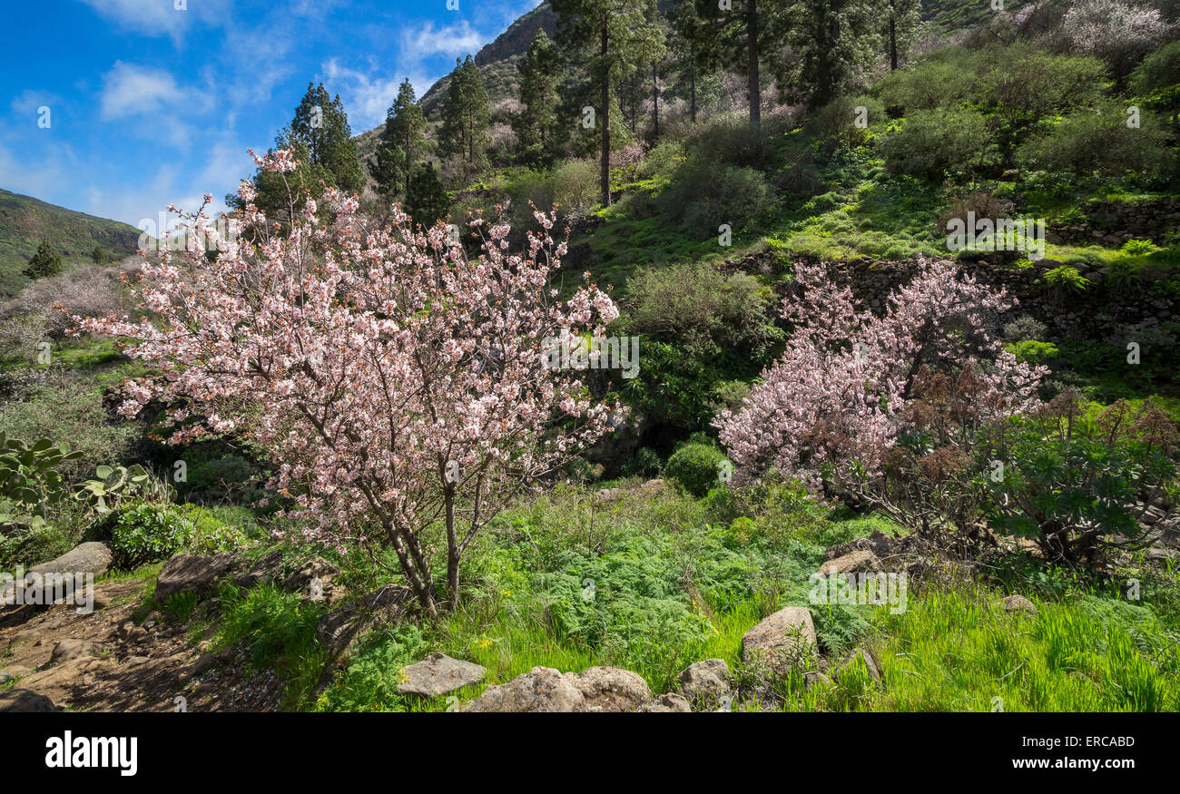 Blossoming almond trees (Prunus dulcis), Barranco de Guayadeque, canyon near Agüimes, Gran Canaria, Canary Islands, Spain Stock Photo