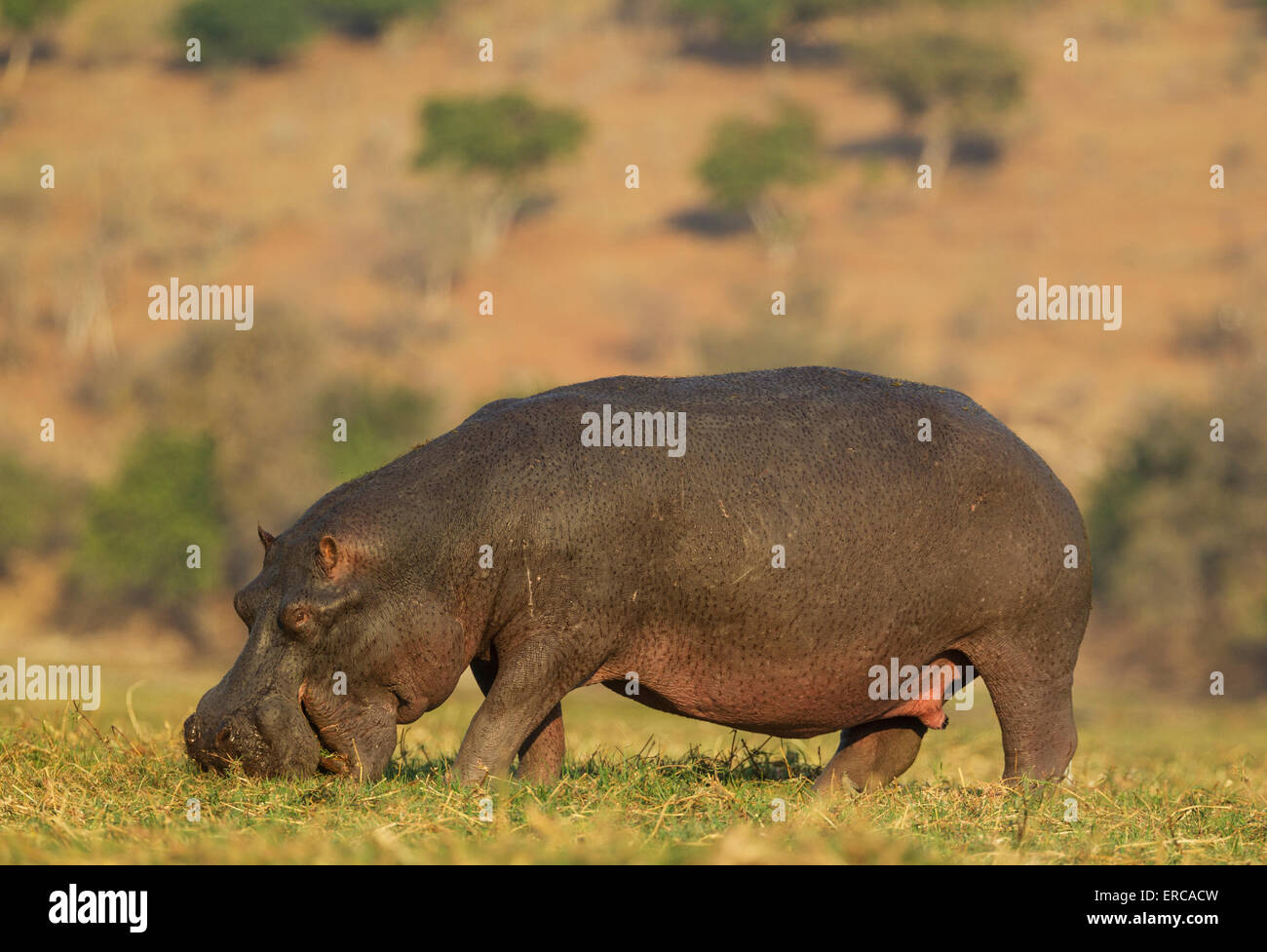 Hippopotamus (Hippopotamus amphibius), grazing bull in the evening light at the bank of the Chobe River, Chobe National Park Stock Photo