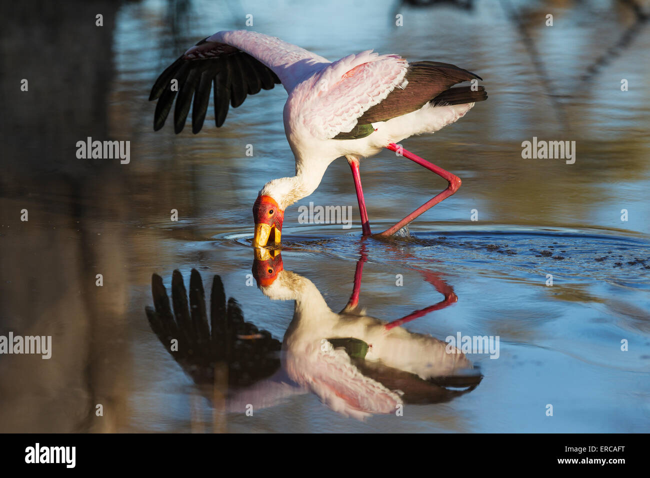 Yellow-billed Stork (Mycteria ibis), hunting in a pool with one wing open to keep balance, Okavango Delta, Moremi Game Reserve Stock Photo