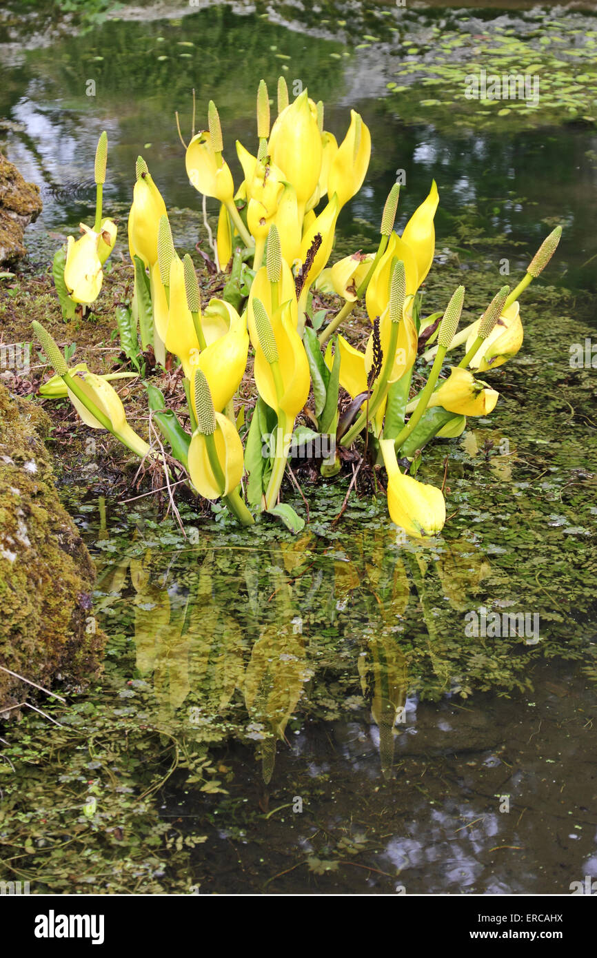 American Skunk Cabbage (Lysichiton Americanus) growing in pondside location. Stock Photo