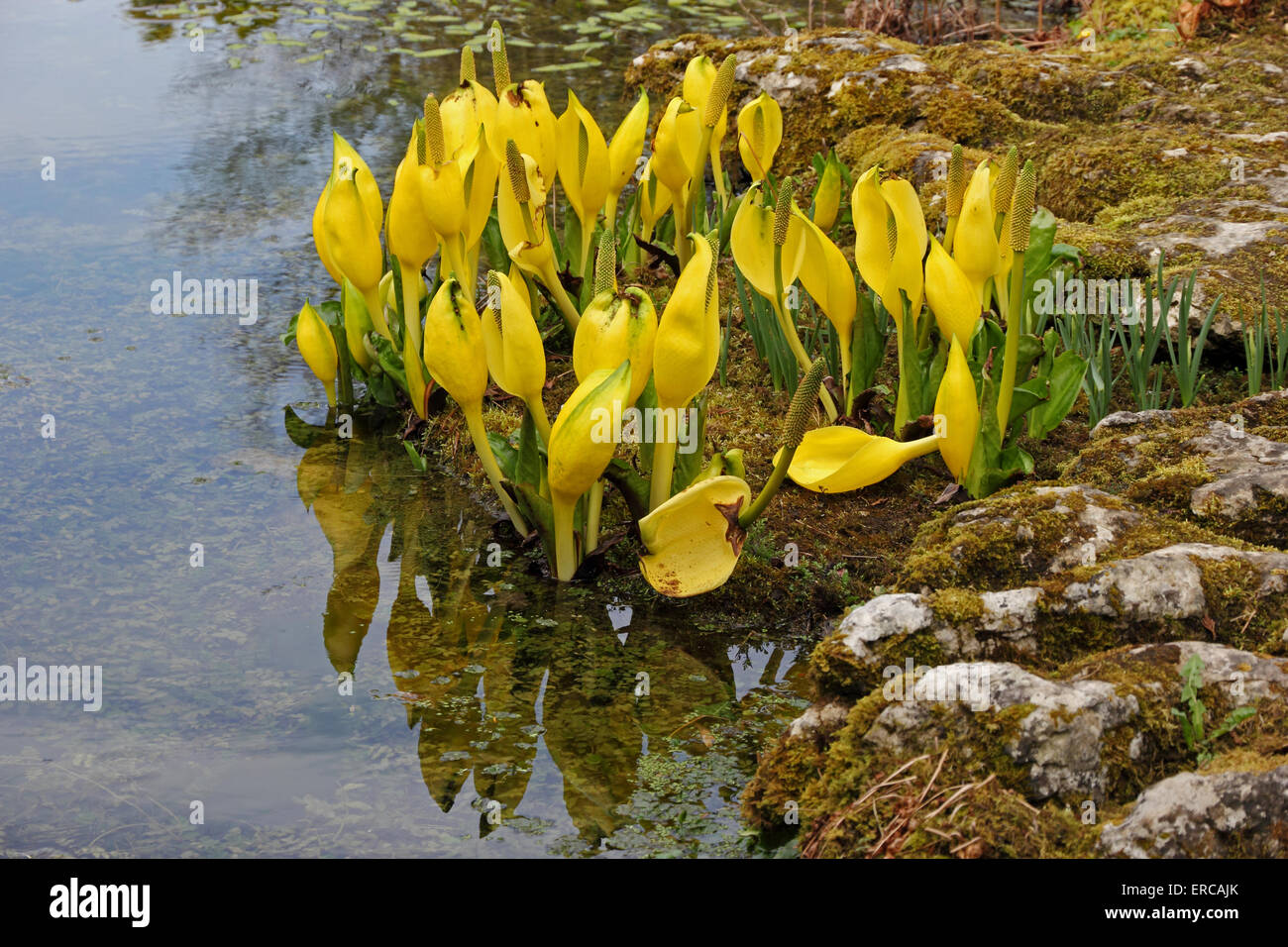 American Skunk Cabbage (Lysichiton Americanus) growing in pondside