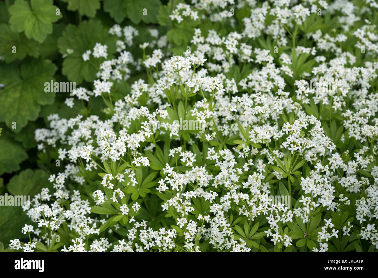 Galium Odoratum (Woodruff) with dainty white flowers in spring. A low growing wildflower often grown in gardens. Stock Photo