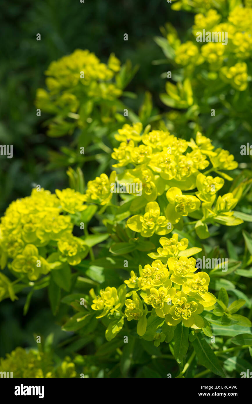Euphorbia Palustris 'Wahlenberg's glorie' with vivid yellow and green flower heads in late spring. Stock Photo