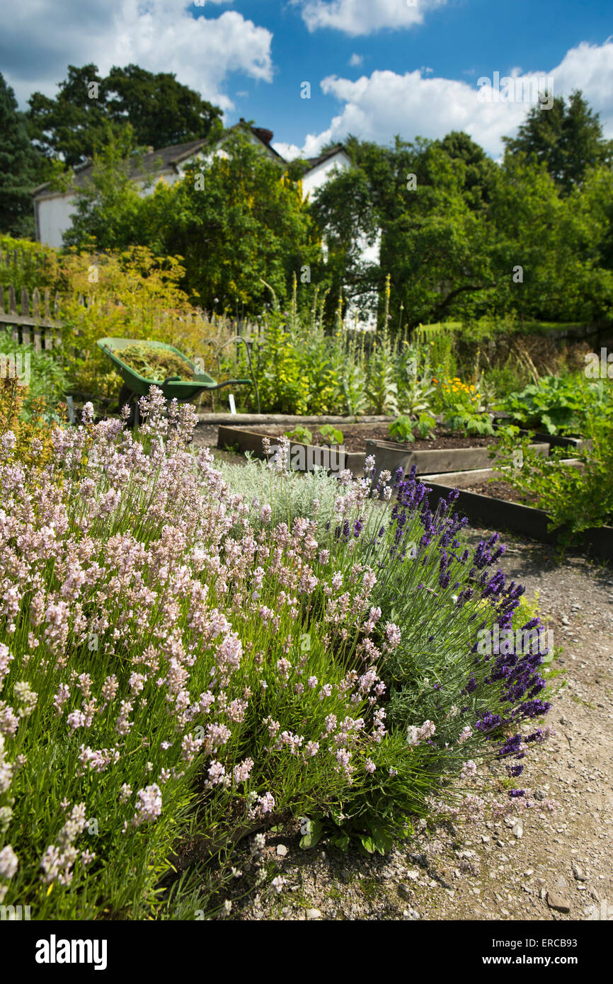 UK, England, Cheshire, Styal, Quarry Bank Mill, Apprentice House garden, lavender growing in vegetable gardens Stock Photo