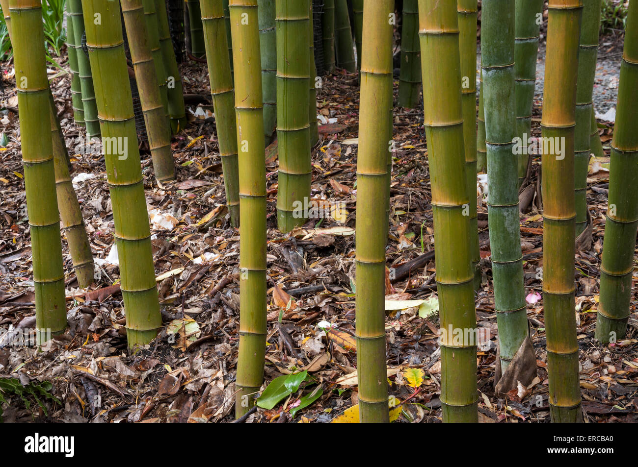 Thick green stems hi-res stock photography and images - Alamy