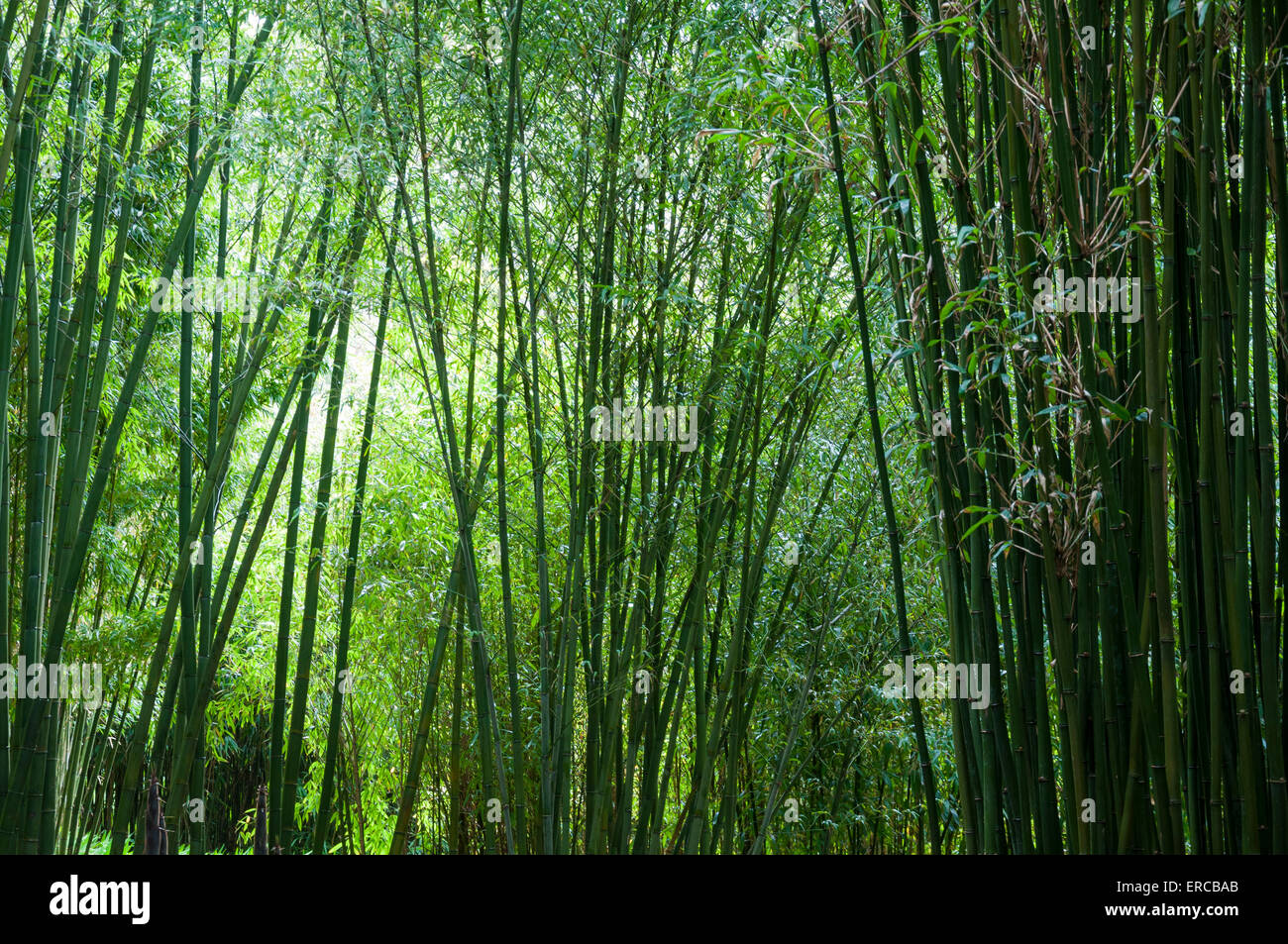 Soft glowing greenery and Bamboo canes in a Cornish garden Stock Photo