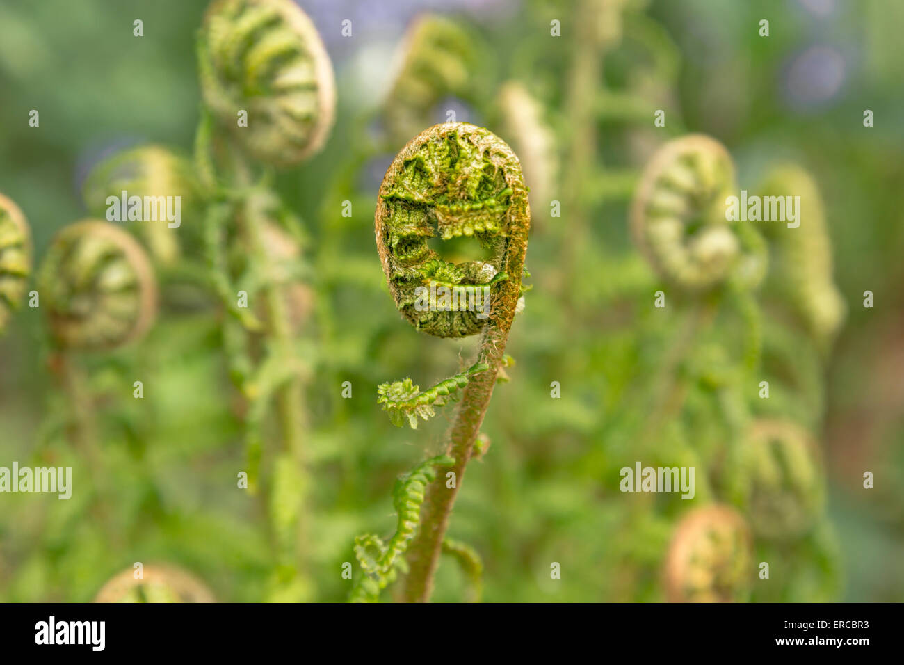 Macro of a fern curl in the Quarry Garden at Standen House, East Grinstead, West Sussex, England, United Kingdom. Stock Photo
