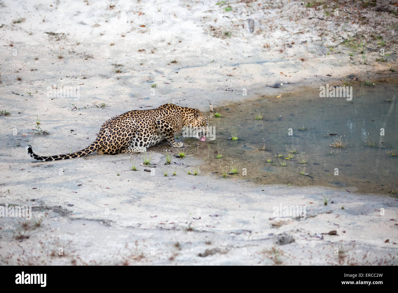 Leopard at Wilpattu National Park, Sri Lanka. Stock Photo