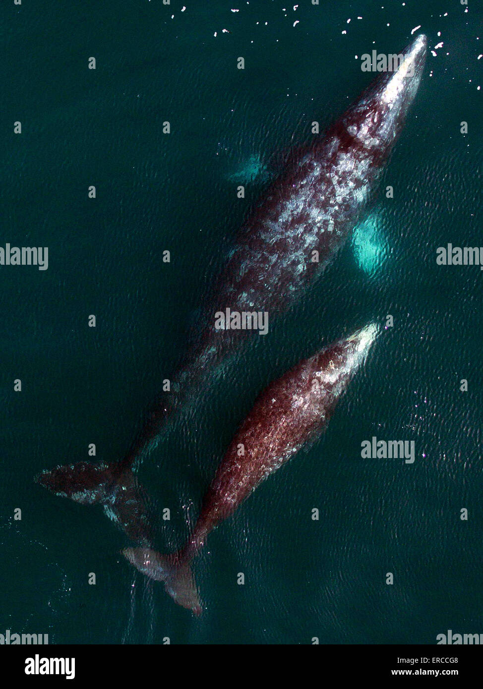 A gray whale and her calf migrate north along the California coast on