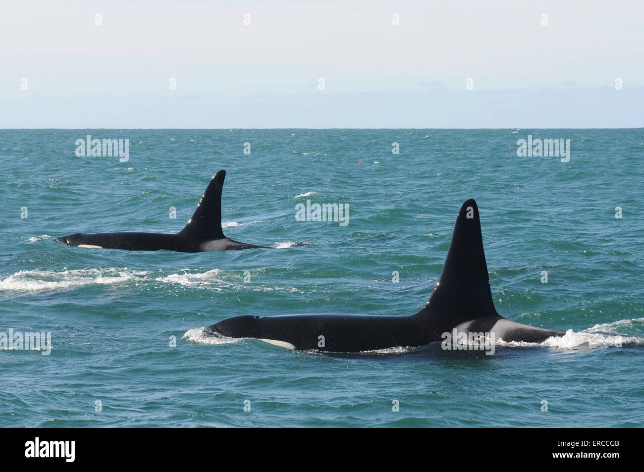 Killer whales swim in a pod during the Southern Resident killer whale survey off the coast of California. Stock Photo