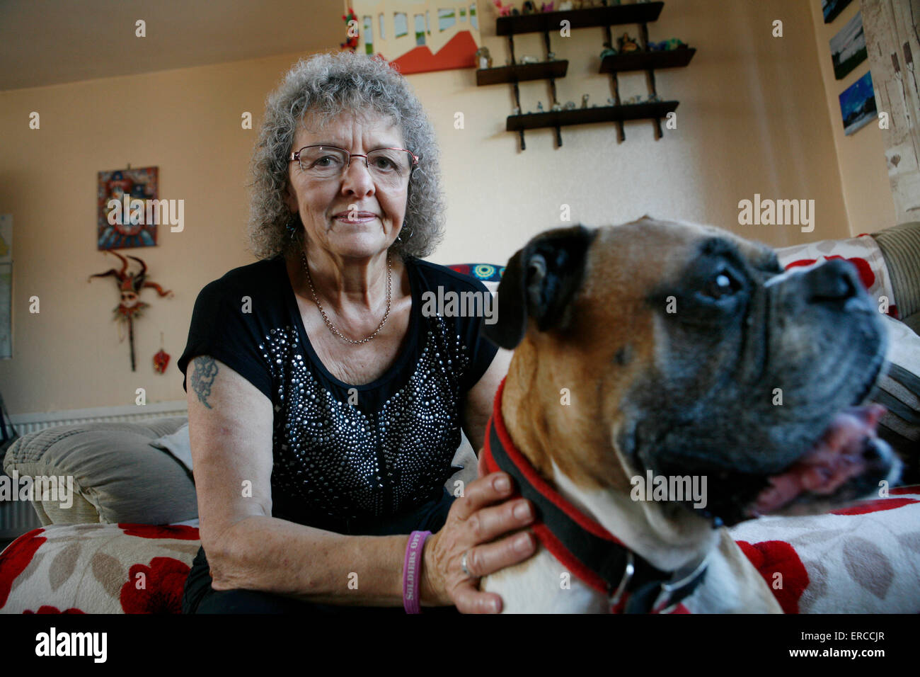 Pip who fosters dogs that have been made homeless because their owners have had to move to a refuge due to domestic violence. Stock Photo