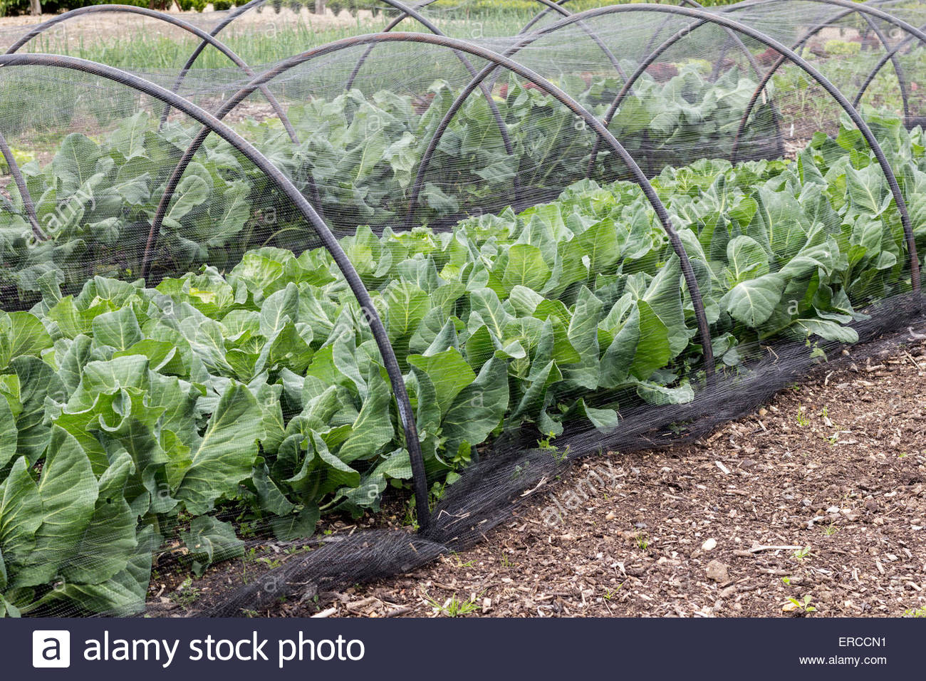 Netting Tunnels High Resolution Stock Photography and Images Alamy