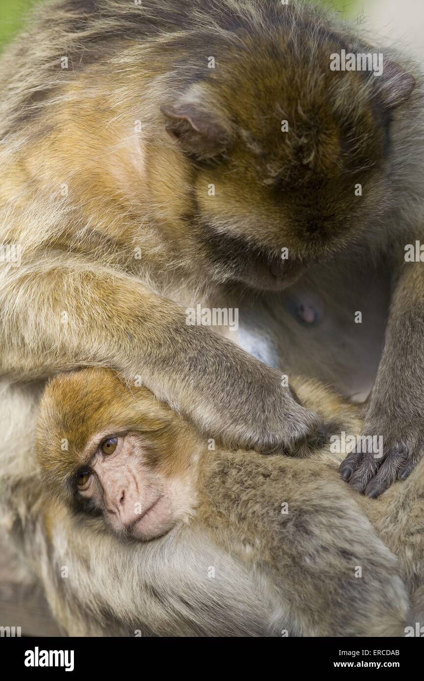 barbary apes Stock Photo