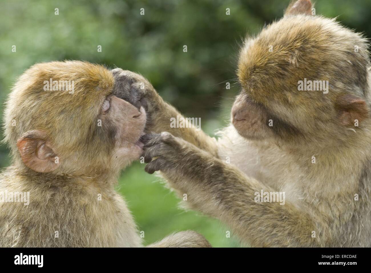 Apes behavior hires stock photography and images Alamy