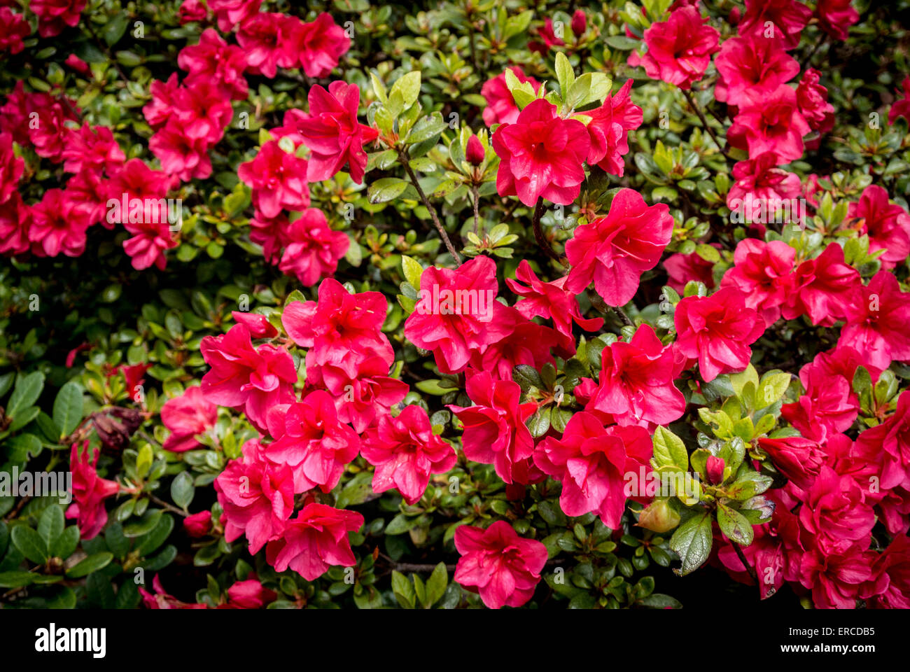 Red slipper azalea hot sale