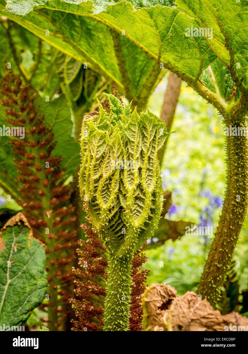 Gunnera plant growing in a UK garden Stock Photo