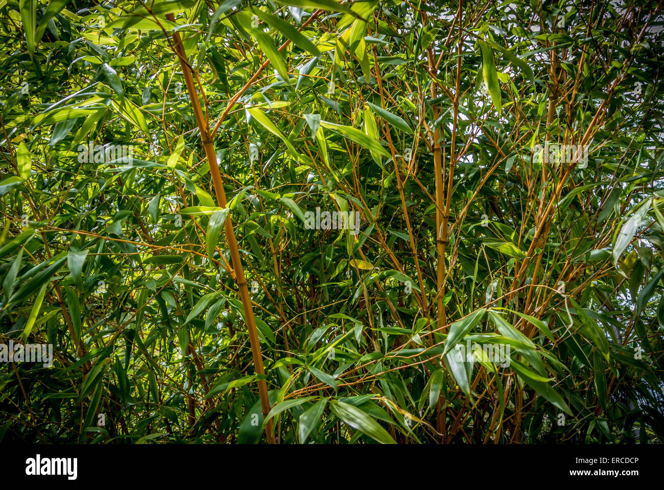 Bamboo cane for plant hires stock photography and images Alamy