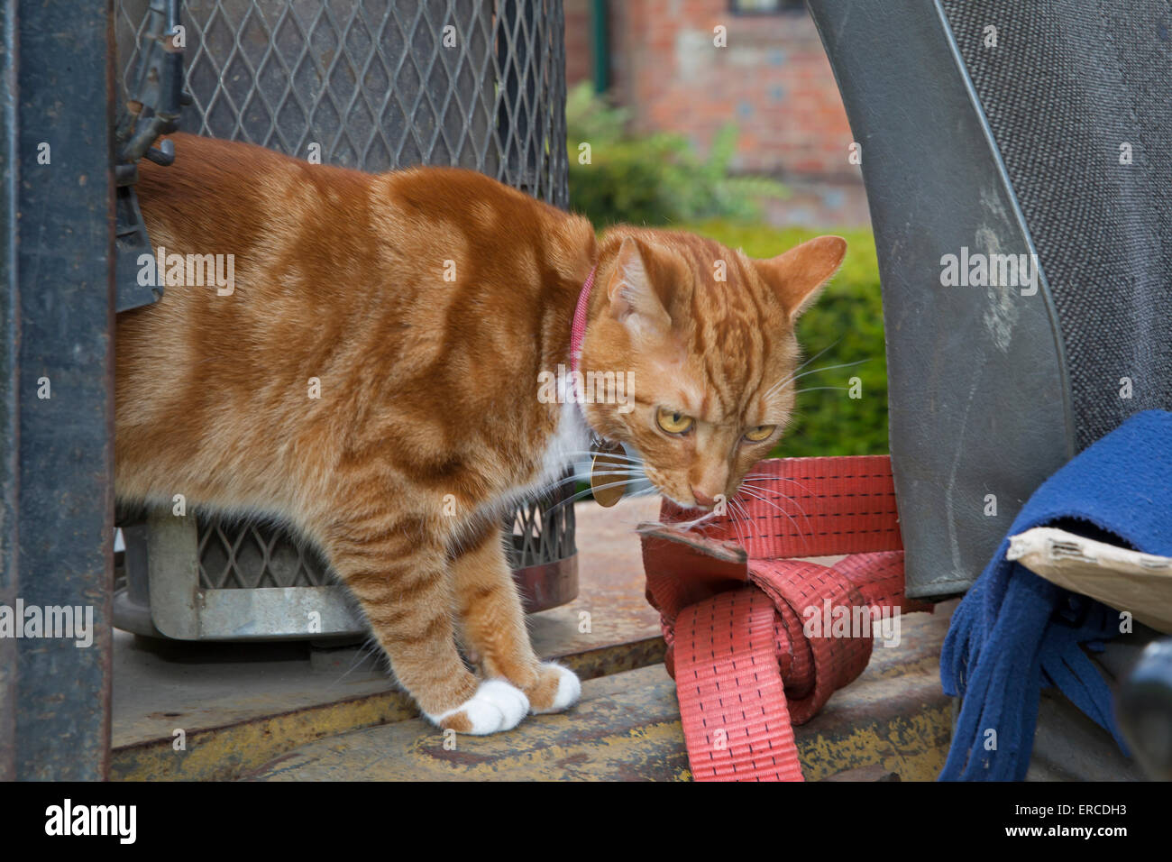 Westerham, UK,1st June 2015, Jock the cat is inquisitive at Chartwell ...