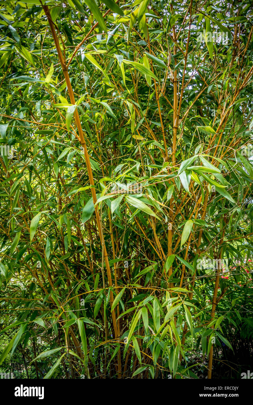 Bamboo plant growing in a UK garden Stock Photo