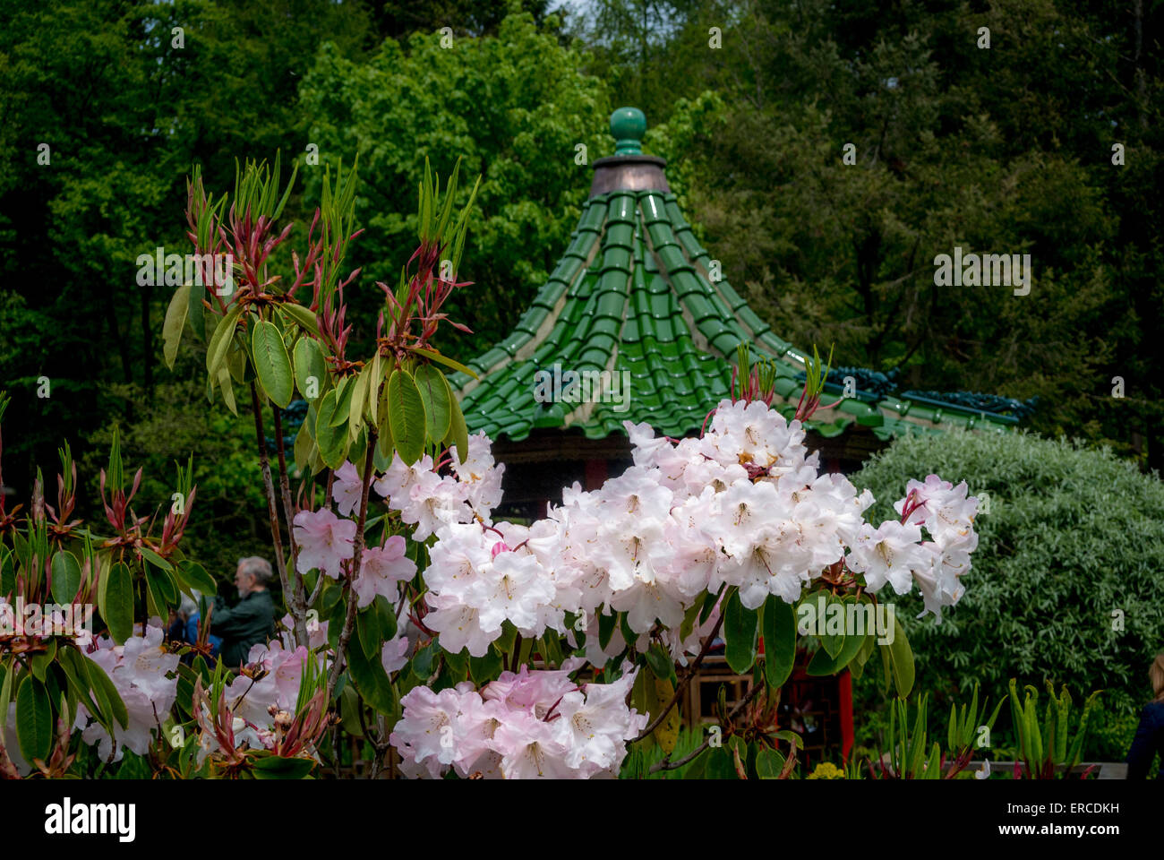Pagoda roof emerging from behind a flowering rhododendron bush Stock Photo