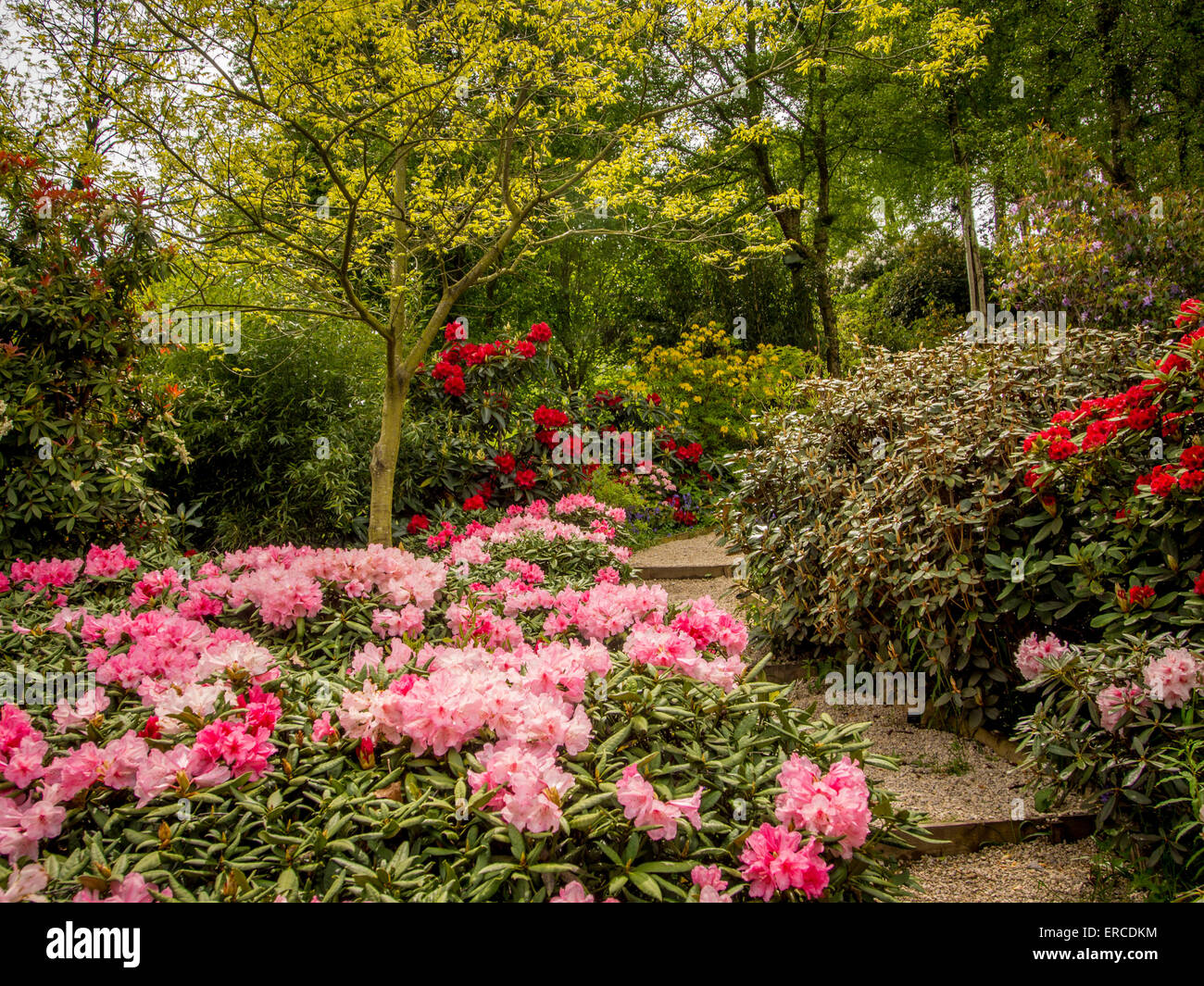 Rhododendron flowering Stock Photo