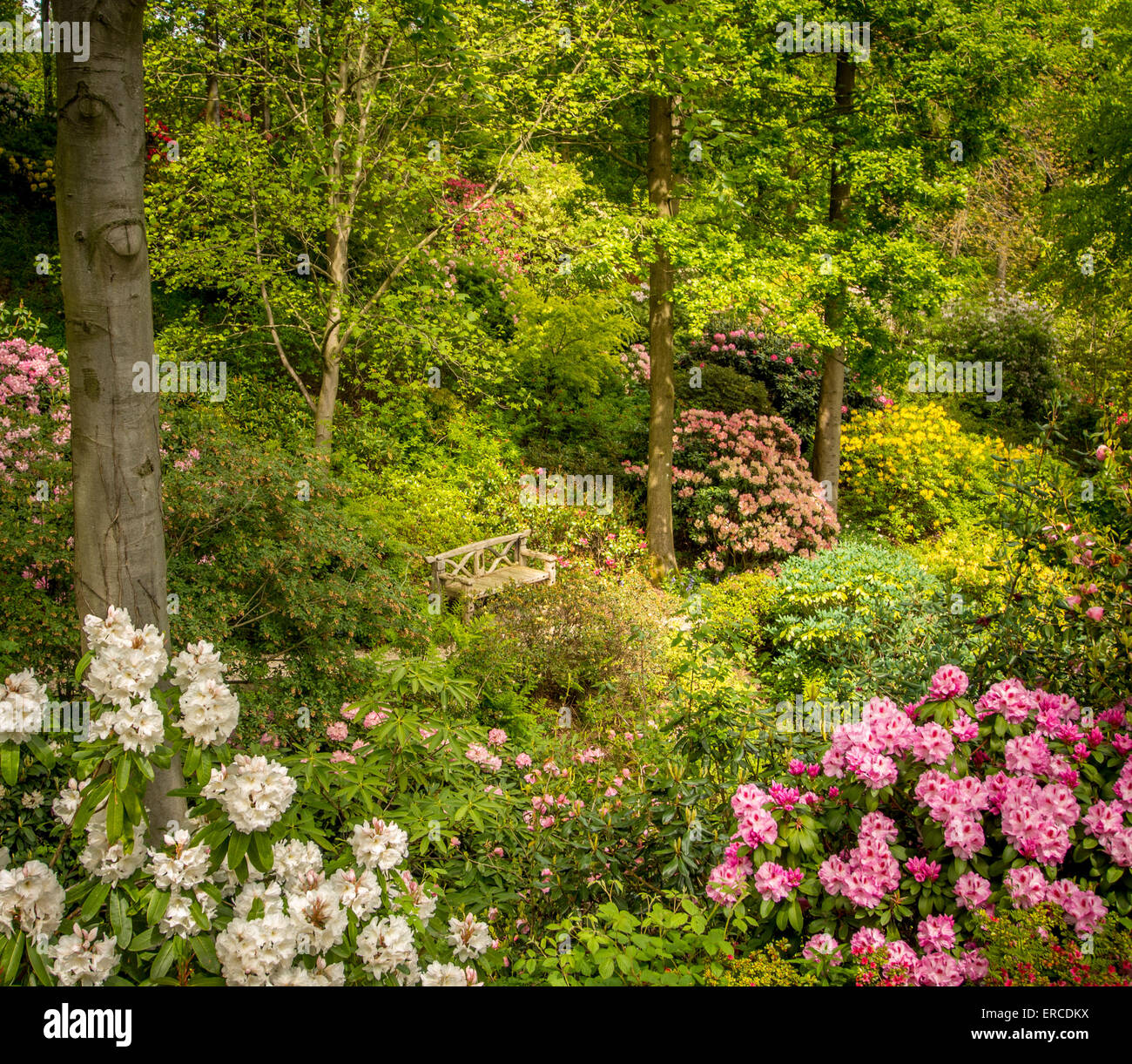 Rhododendron flowering in Himalayan Garden, North Yorkshire. Stock Photo
