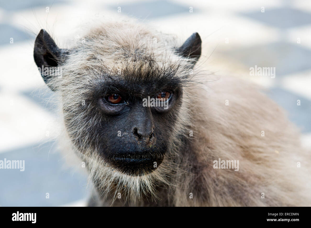 India, Rajasthan, Pushkar, monkey Stock Photo - Alamy