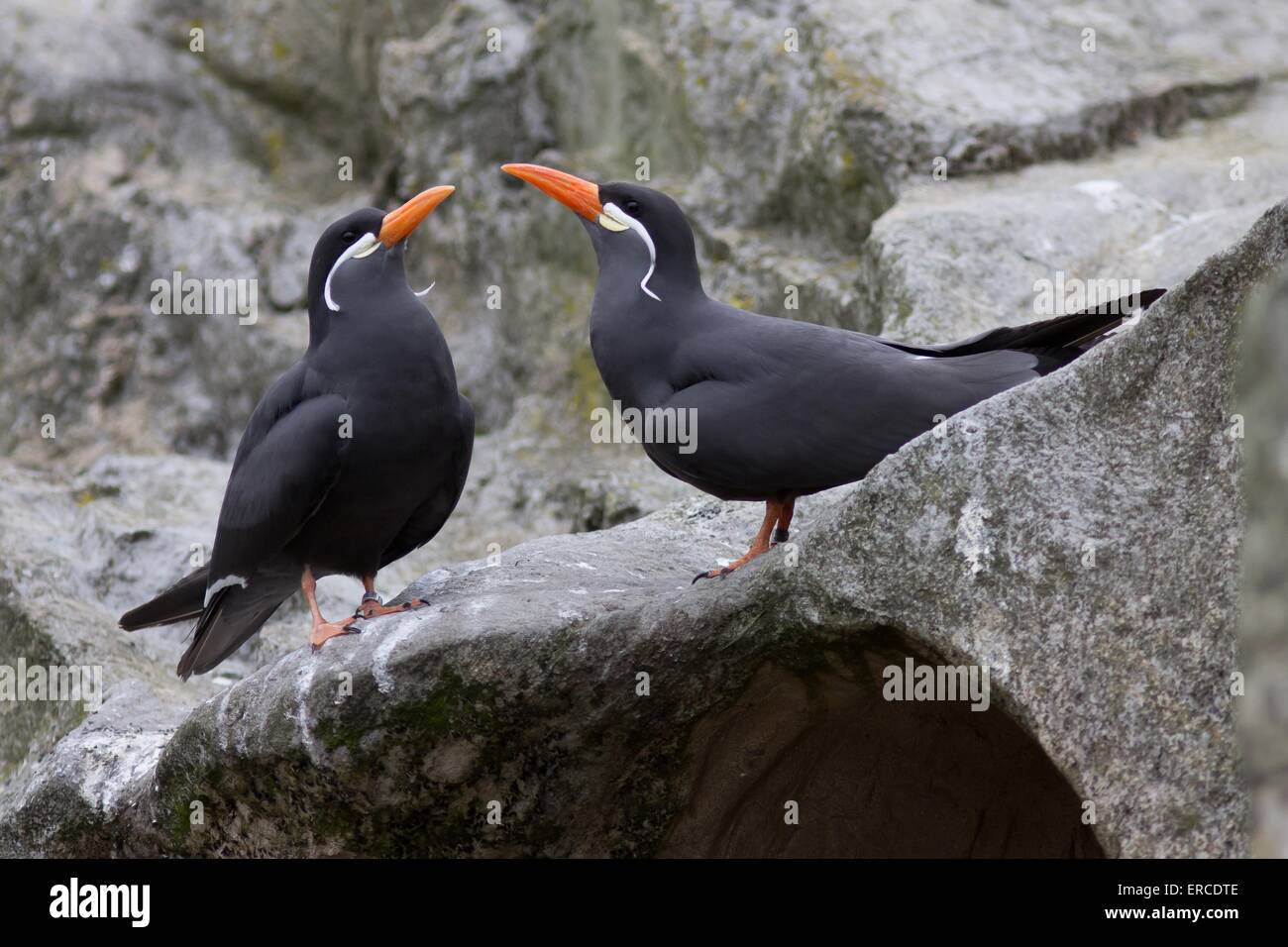 Inca terns Stock Photo