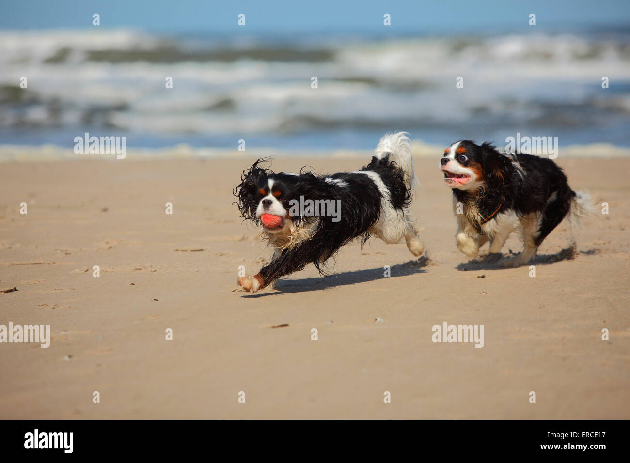 Cavalier King Charles Spaniel, males, 5 years and 9 months, tricolour, Texel, Netherlands|Cavalier King Charles Spaniel, Ruede u Stock Photo