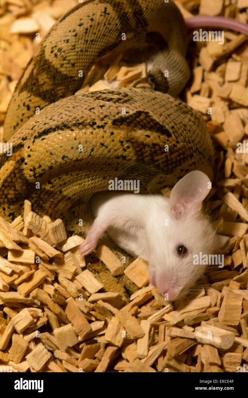 Boa constrictor Stock Photo