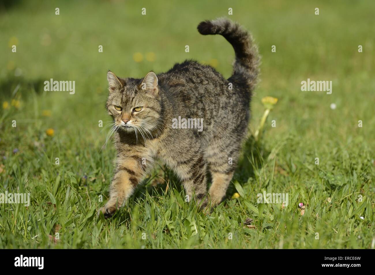 walking domestic cat Stock Photo