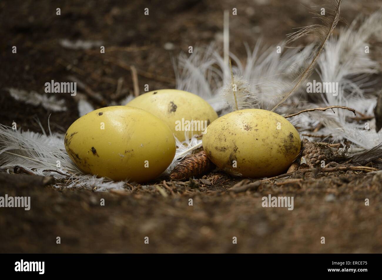 Rhea egg hires stock photography and images Alamy