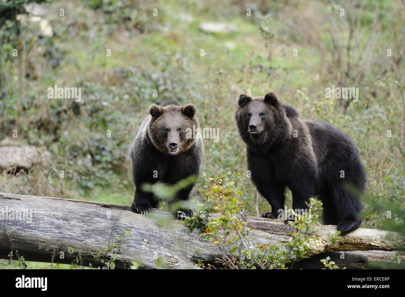 brown bears Stock Photo