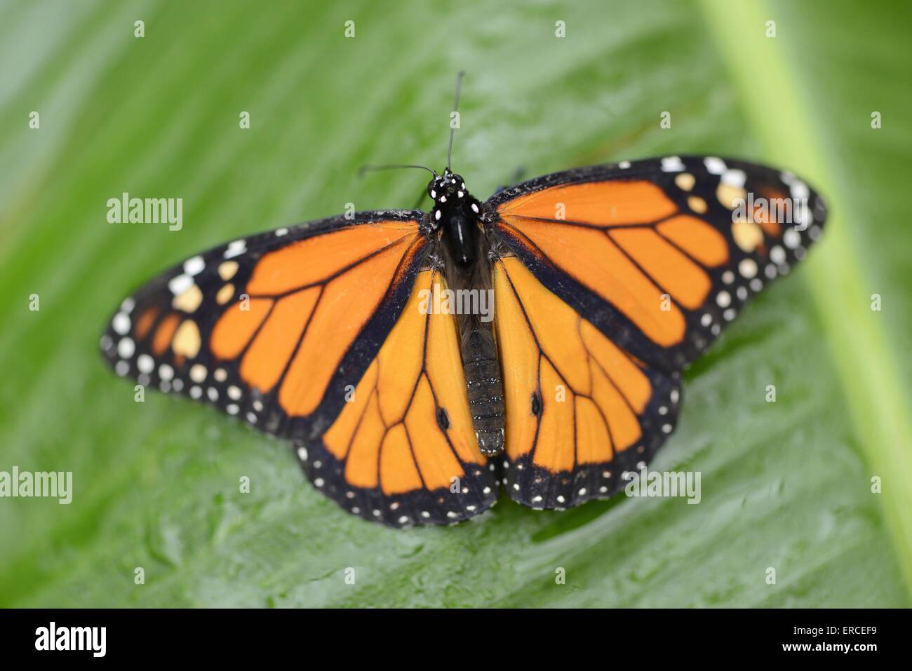 Monarch butterfly hires stock photography and images Alamy