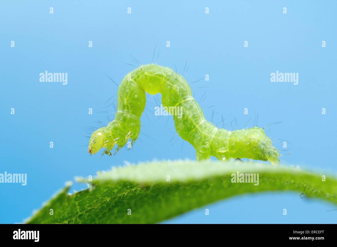 Macro photo of caterpillar on leaf Stock Photo - Alamy