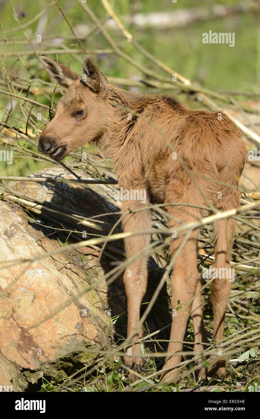 Moose rear view hi-res stock photography and images - Alamy