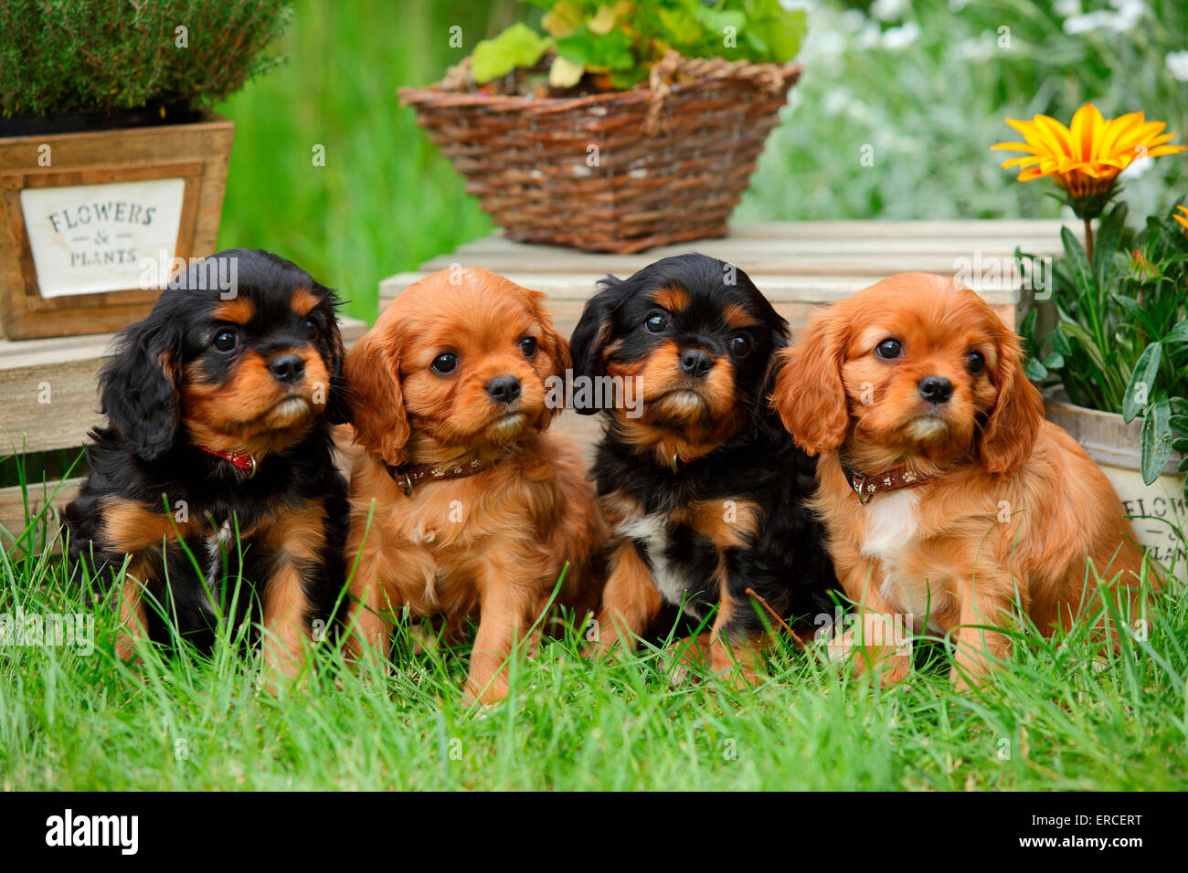 King Charles Spaniel Ruby Puppy King Charles Spaniel Ruby Puppy
