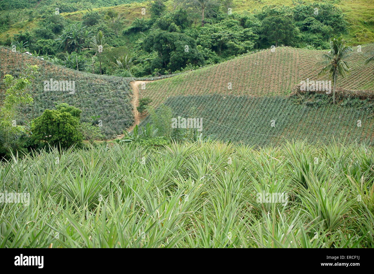 Pineapples growing in The Philippines Stock Photo Alamy