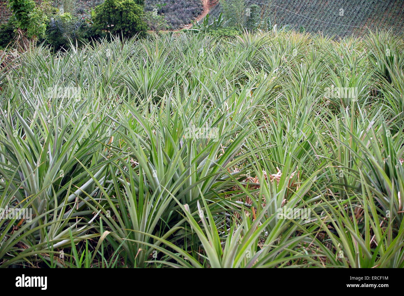 Pineapples growing in The Philippines Stock Photo Alamy