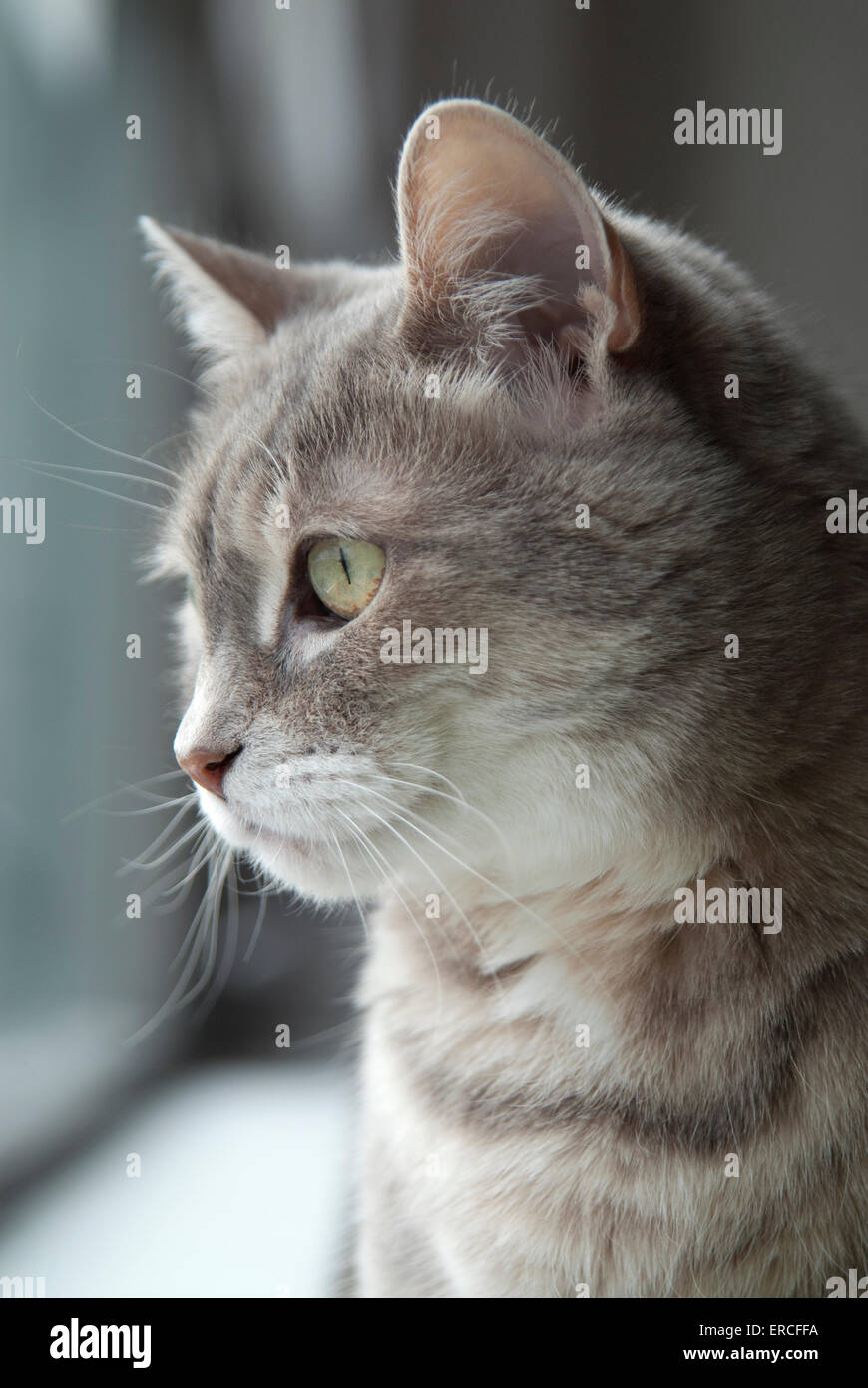 Orange tabby cat sitting white hi-res stock photography and images - Alamy