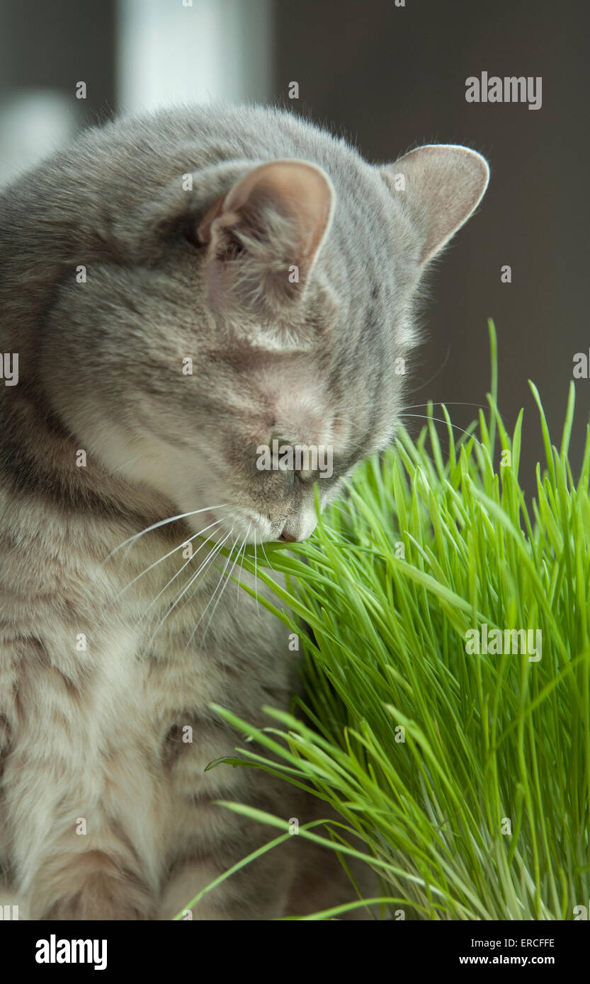grey and white tabby cat sniffing fresh grass before she starts to eat it Stock Photo