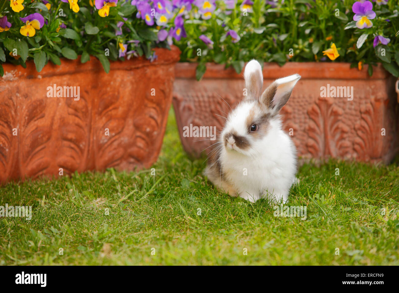 Dwarf Lop Rabbit, young, 5 weeks|Zwergwidderkaninchen, Jungtier, 5 Wochen Stock Photo