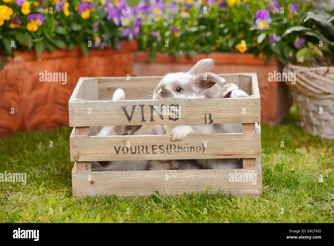 Dwarf Lop Rabbits, youngs, 5 weeks|Zwergwidderkaninchen, Jungtiere, 5 Wochen Stock Photo