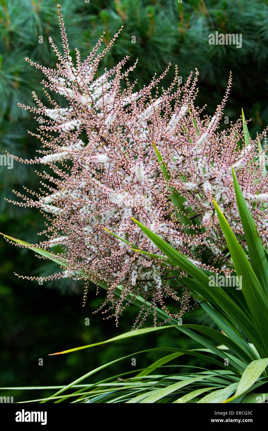 A Cabbage tree plant in flower Stock Photo Alamy