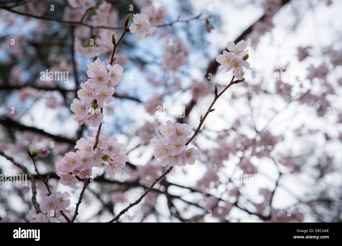 Japan cherry blossoms Stock Photo Alamy